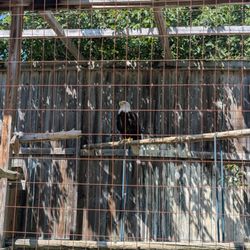 Saunders Country Critters Zoo and Garden Centre - Bald Eagle