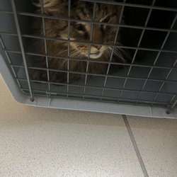 Castle Rock Cat Hospital - My sweet sick stray, just getting him in a carrier was nearly impossible.