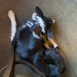 Four Winds Pizza