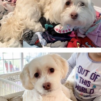 Pet Lodge - Maggie, Before and After - Pet Sitting Near Me - Rivervale, New Jersey