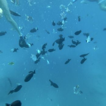 Ko Olina Ocean Adventures - Snorkeling Near Me - Kapolei, Hawaii