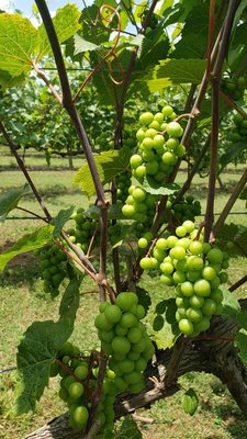 Cloudland Vineyards and Winery by null