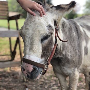 Natchez Trace Stables - Horseback Riding Near Me - Primm Springs, Tennessee Natchez Trace Stables - Horseback Riding Near Me - Primm Springs, Tennessee
