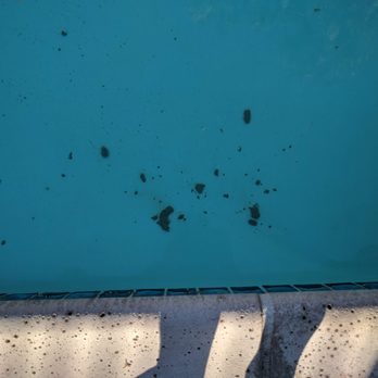 FirstService Residential - Required 5 days for First Service Residential to clean feces from our pool.  FSR never closed the pool. - Property Management Near Me - Rancho Cucamonga, California