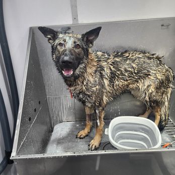 Sandy Dogs - Pet Groomers Near Me Sandy Dogs - Pet Groomers Near Me