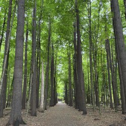 Saratoga Spa State Park - Stately grove