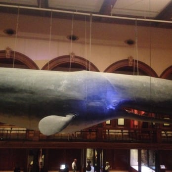 Bishop Museum - Whale - Museums Near Me - Honolulu, Hawaii