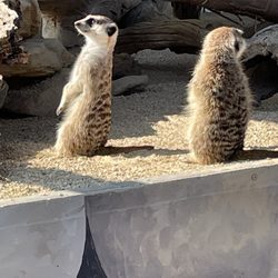 The Hunter Valley Zoo - Meerkat