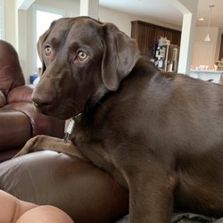 Sunset Pets - My puppy dr Rand takes care of