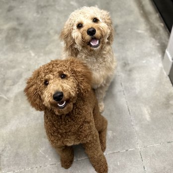 petbar Boutique - League City - Pet Groomers Near Me - League City, Texas petbar Boutique - League City - Pet Groomers Near Me - League City, Texas