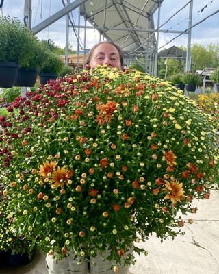 PAINTERS GREENHOUSE TEMP CLOSED Updated July 2025 25 Photos 11 L