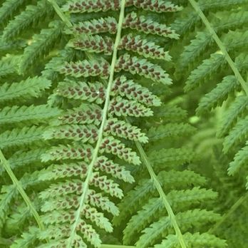 Western Hills Garden - So many different types of ferns - Nurseries & Gardening Near Me - Occidental, California Western Hills Garden - So many different types of ferns - Nurseries & Gardening Near Me - Occidental, California