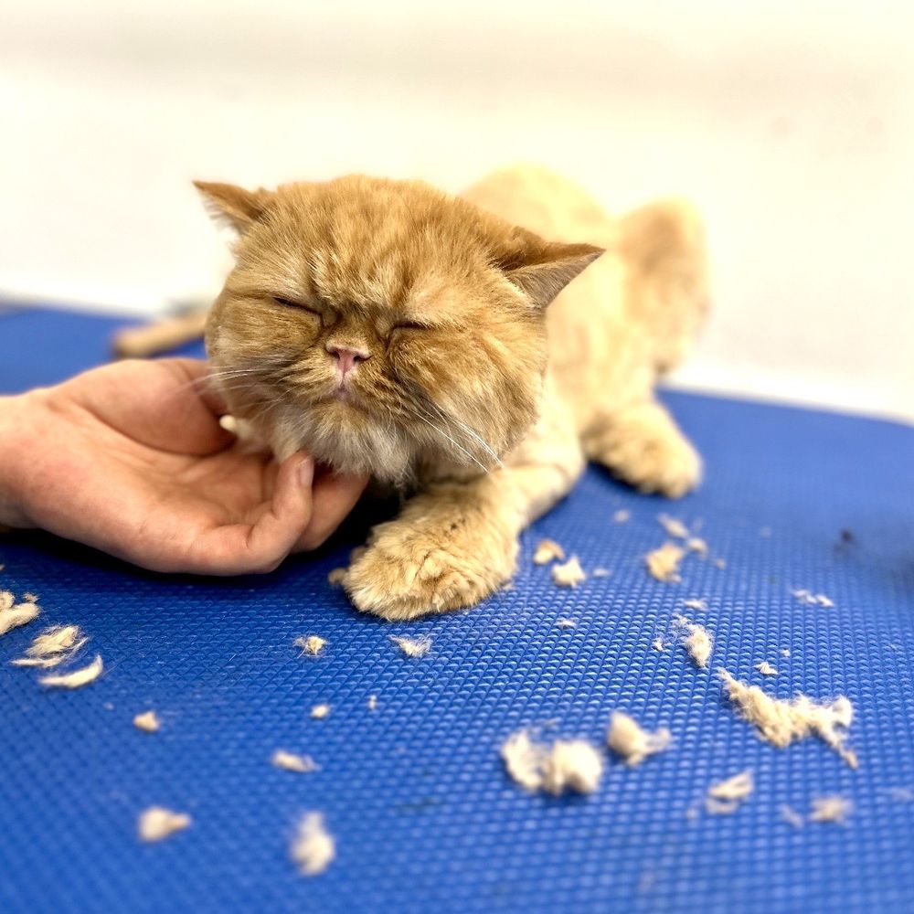 Pet Beloved - Getting a chin scratch for being a good boy! - Pet Groomers Near Me - San Diego, California Pet Beloved - Getting a chin scratch for being a good boy! - Pet Groomers Near Me - San Diego, California