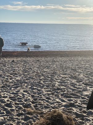 MUD CREEK DOG PARK - Updated December 2024 - 50 Photos & 20 Reviews