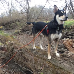 Some awesome big logs near the Menomonee river. My dog loves to jump on them! Some awesome big logs near the Menomonee river. My dog loves to jump on them!