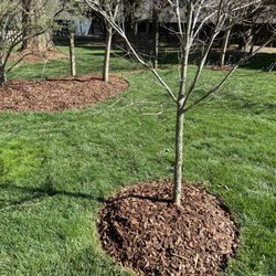 Wise Choice Lawn Care & Landscaping - Bed Edging & Mulch