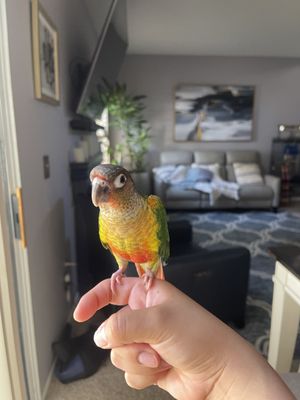 Canoga Discount Birds by null