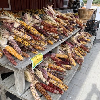 Taft Farms - Indian Corn - Farmers Market Near Me - Great Barrington, Massachusetts Taft Farms - Indian Corn - Farmers Market Near Me - Great Barrington, Massachusetts