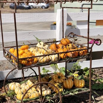 Muelrath Ranches - 09/26/2020: Different pumpkin selections - Farmers Market Near Me - Santa Rosa, California Muelrath Ranches - 09/26/2020: Different pumpkin selections - Farmers Market Near Me - Santa Rosa, California