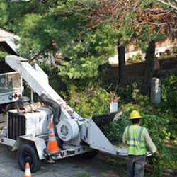 Fair Tree & Landscaping Services - Stump Removal  Stump Grinding