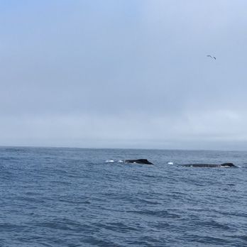 Discovery Whale Watch - Momma and her baby - Whale Watching Tours Near Me - Monterey, California Discovery Whale Watch - Momma and her baby - Whale Watching Tours Near Me - Monterey, California