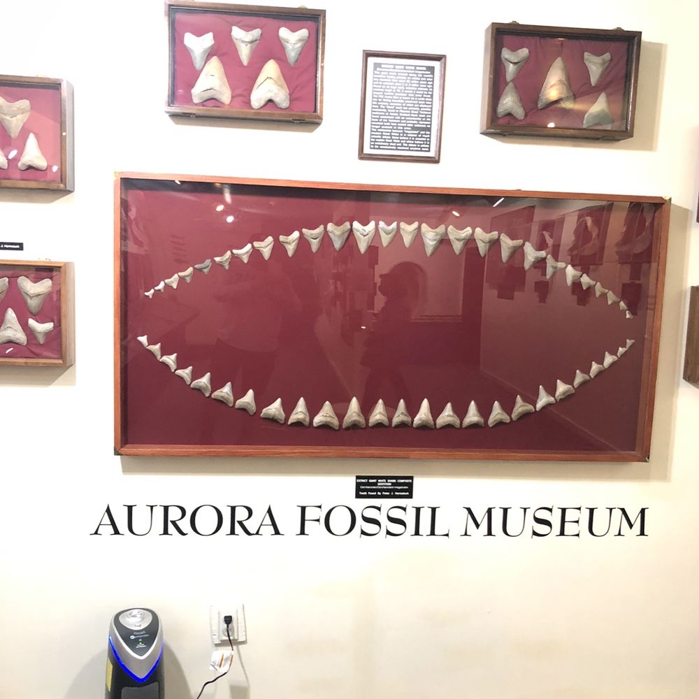 Aurora Fossil Museum - Museums Near Me - Aurora, North Carolina