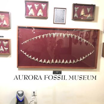 Aurora Fossil Museum - Museums Near Me - Aurora, North Carolina