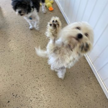 Bow Wow Care 101 - Pet Groomers Near Me - Laguna Niguel, California