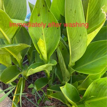Melvin R Power Washing - Plants immediately after washing - Pressure Washers Near Me