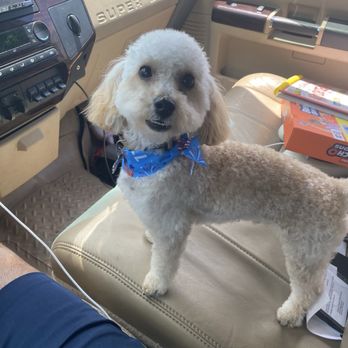 Mutz & Kutz Grooming - Toy Poodle - Pet Groomers Near Me - Georgetown, Texas