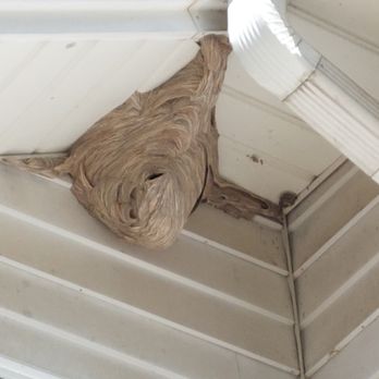 Elite Pest Management - Pest Control Near Me - Amelia, Ohio Elite Pest Management - Pest Control Near Me - Amelia, Ohio