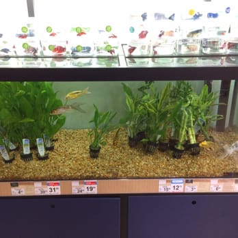 Petco - Freshwater 150g - Pet Stores Near Me - Redwood City, California Petco - Freshwater 150g - Pet Stores Near Me - Redwood City, California