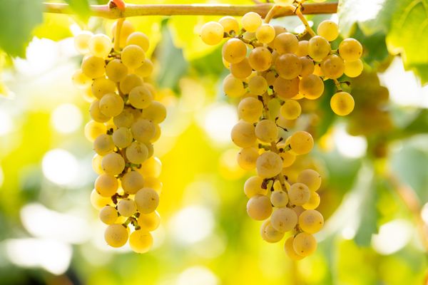 7 Vines Vineyard and Winery by null