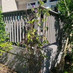 This clematis was in full bloom and supported by another plant it was intertwined with before Schill got here 2 hours ago! This clematis was in full bloom and supported by another plant it was intertwined with before Schill got here 2 hours ago!