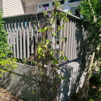 Schill Grounds Management - This clematis was in full bloom and supported by another plant it was intertwined with before Schill got here 2 hours ago! - Landscape Architects or Designers Near Me - North Ridgeville, Ohio