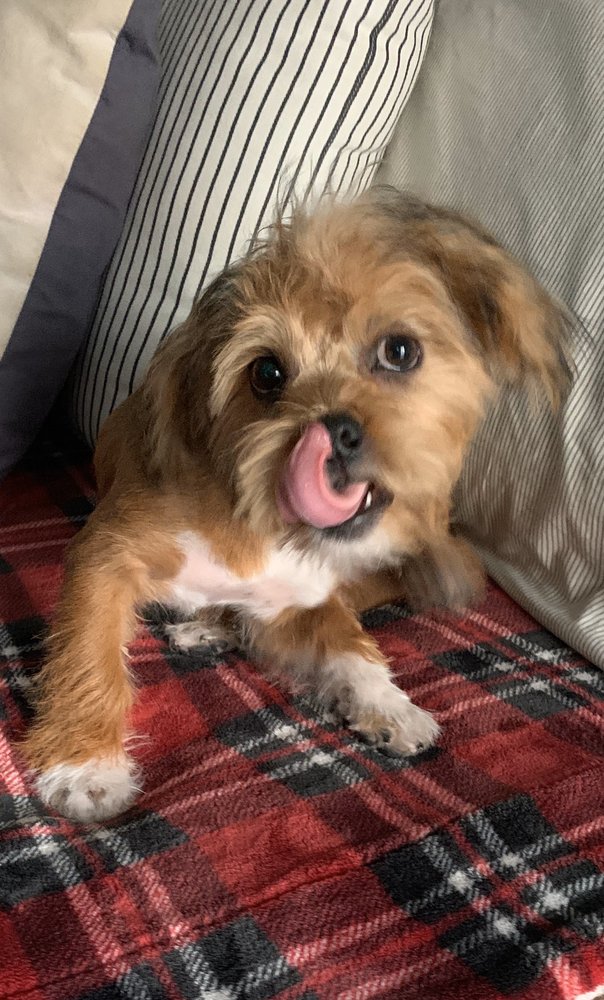 DOLLY’S MOBILE DOG GROOMING 26 Photos & 21 Reviews Scottsdale, AZ