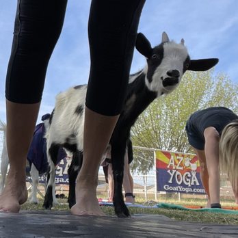 Goat Yoga - GOATS!! What a blast, the instructors were hysterical and the "yoga" was fun! There were alpacas and a cow too!! - Yoga Near Me Goat Yoga - GOATS!! What a blast, the instructors were hysterical and the "yoga" was fun! There were alpacas and a cow too!! - Yoga Near Me
