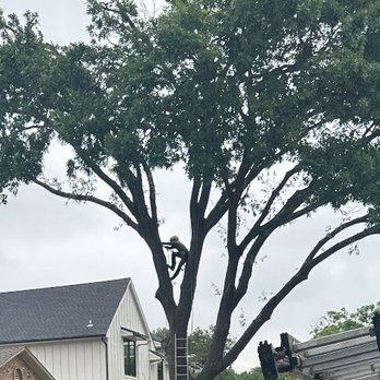 Salas Services - Tree removal in process. - Tree Services Near Me - Irving, Texas