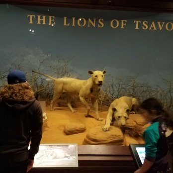 Field Museum - Arrrggghhh! - Museums Near Me - Chicago, Illinois Field Museum - Arrrggghhh! - Museums Near Me - Chicago, Illinois