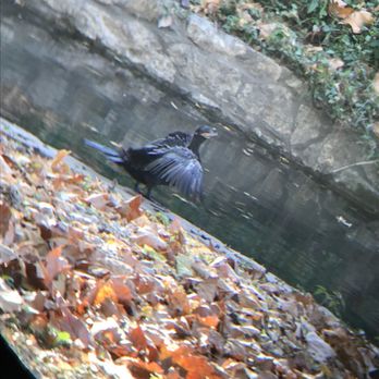 Brackenridge Park - Cormorant drying off! How cute! - Parks Near Me - San Antonio, Texas Brackenridge Park - Cormorant drying off! How cute! - Parks Near Me - San Antonio, Texas