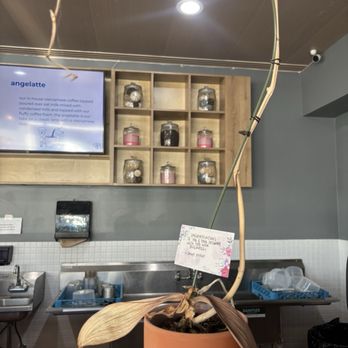 Culture Drip - lol poor orchid - Coffee & Tea Near Me - Newport Beach, California Culture Drip - lol poor orchid - Coffee & Tea Near Me - Newport Beach, California