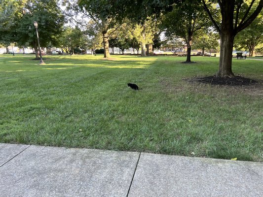 Austin Peay State University by null