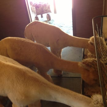 Ocean View Ranch - Feeding time - Pet Breeders Near Me - Los Gatos, California