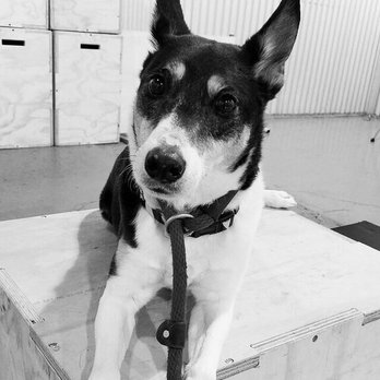 Found Chicago Boarding and Training Center - Jake during training at Found. They posted this when I asked for pictures due to dog withdrawals. - Pet Training Near Me - Chicago, Illinois Found Chicago Boarding and Training Center - Jake during training at Found. They posted this when I asked for pictures due to dog withdrawals. - Pet Training Near Me - Chicago, Illinois