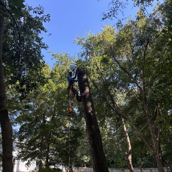 Premier Tree Service - Tree Services Near Me Premier Tree Service - Tree Services Near Me