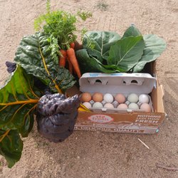 Sound Guild Farm