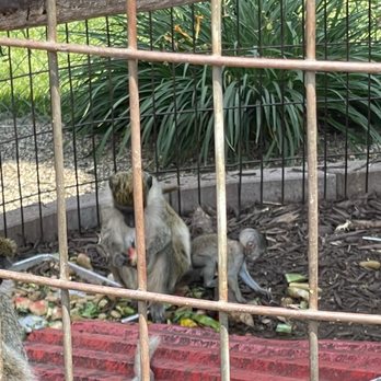 Hemker Park & Zoo - More monkeys! Baby one too. Star of the attraction! - Zoos Near Me - Freeport, Minnesota