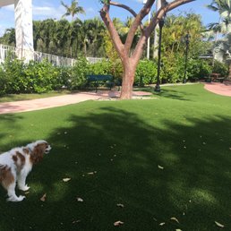 Dog Park Area Dog Park Area