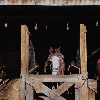 Smoky Mountain Trail Rides - Couldn't resist a picture of blue eyes in her stable - Horseback Riding Near Me - Marshall, North Carolina