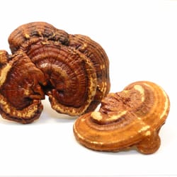 Phoenix Herb Company - Reishi Mushroom whole, Ganodemum morifolium